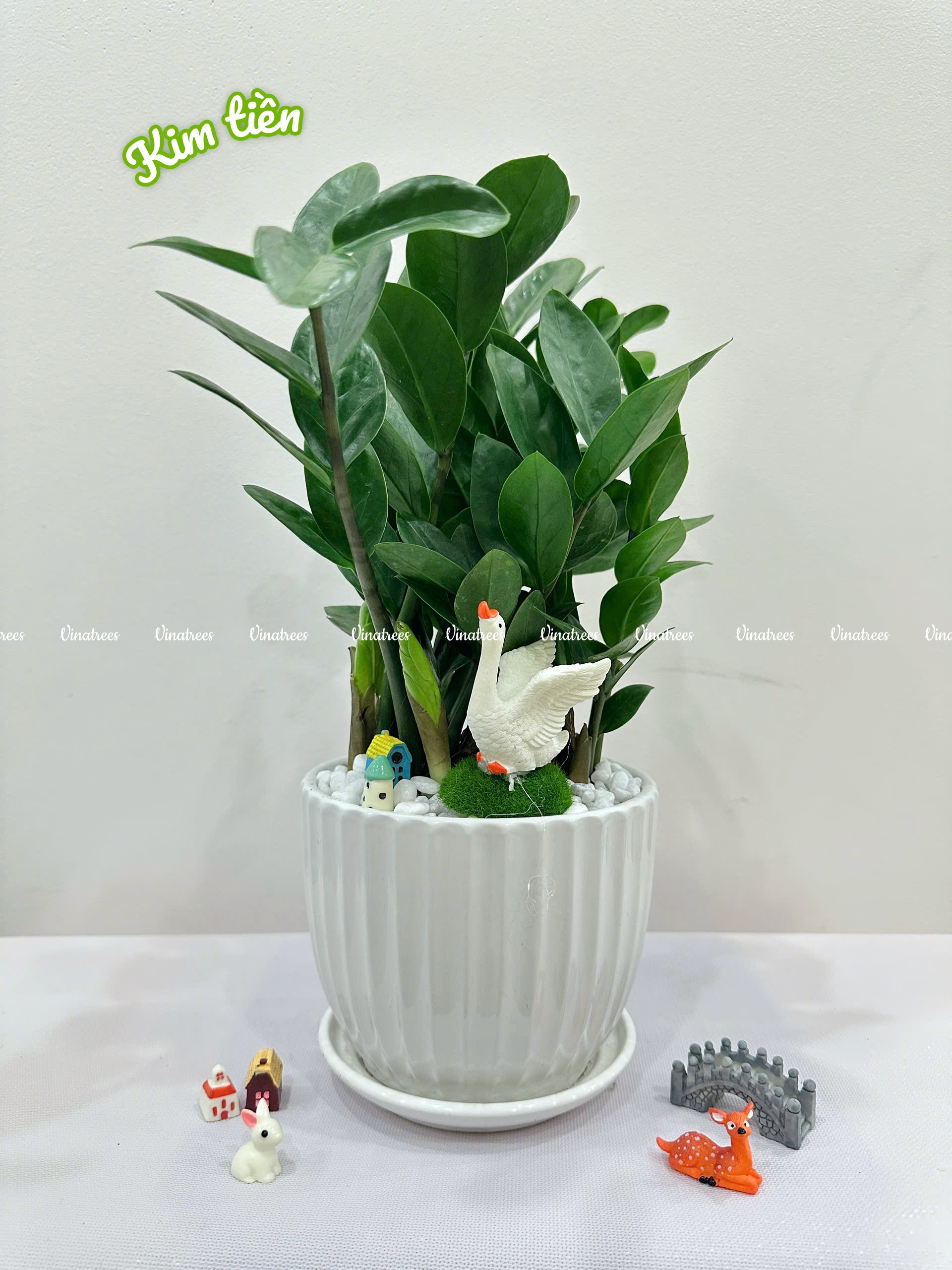 Mẫu kim tiền tại lộc hội tụ tại Vinatrees